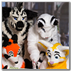 Eurofurence 2014 fursuit photoshoot. Preview picture of Sasha, Mira, Bostitch, …